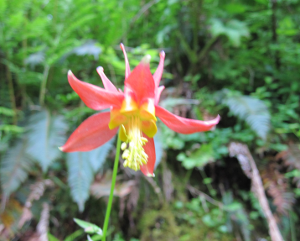 Cascades Flower, July, 2012